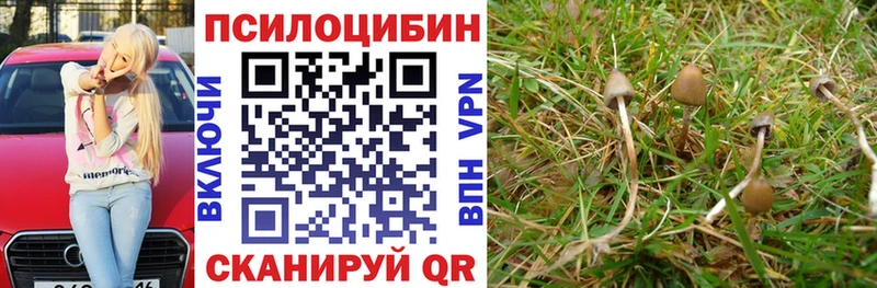 Купить где  Томари  Псилоцибиновые грибы мицелий 